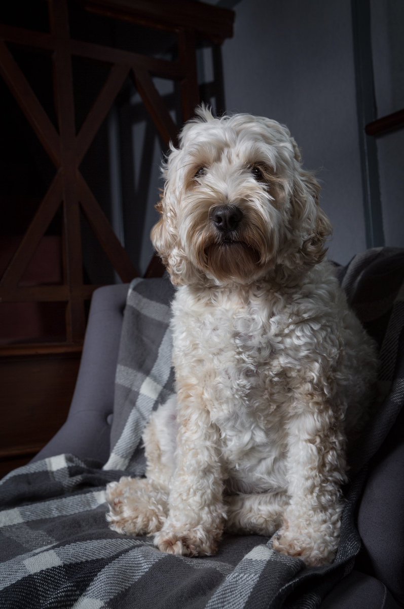 Pooch_Pix's tweet photo. @PDSA_HQ Dolly 🐾 https://t.co/LVXQ2SprzM