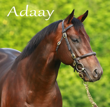 WhitsburyManor's tweet photo. TWO new First Crop winners!
ADAAY grabs a cross-channel double;
- Winner no. 5..... "Furlong Factor" wins well at Chepstow.
bred by Bickmarsh Stud for @NBradleyRacing
- Winner no. 6....."Tea Dance" wins on debut in France.
bred by Seamus Burns
#AdaayToRemember https://t.co/FGrsV6nzgO