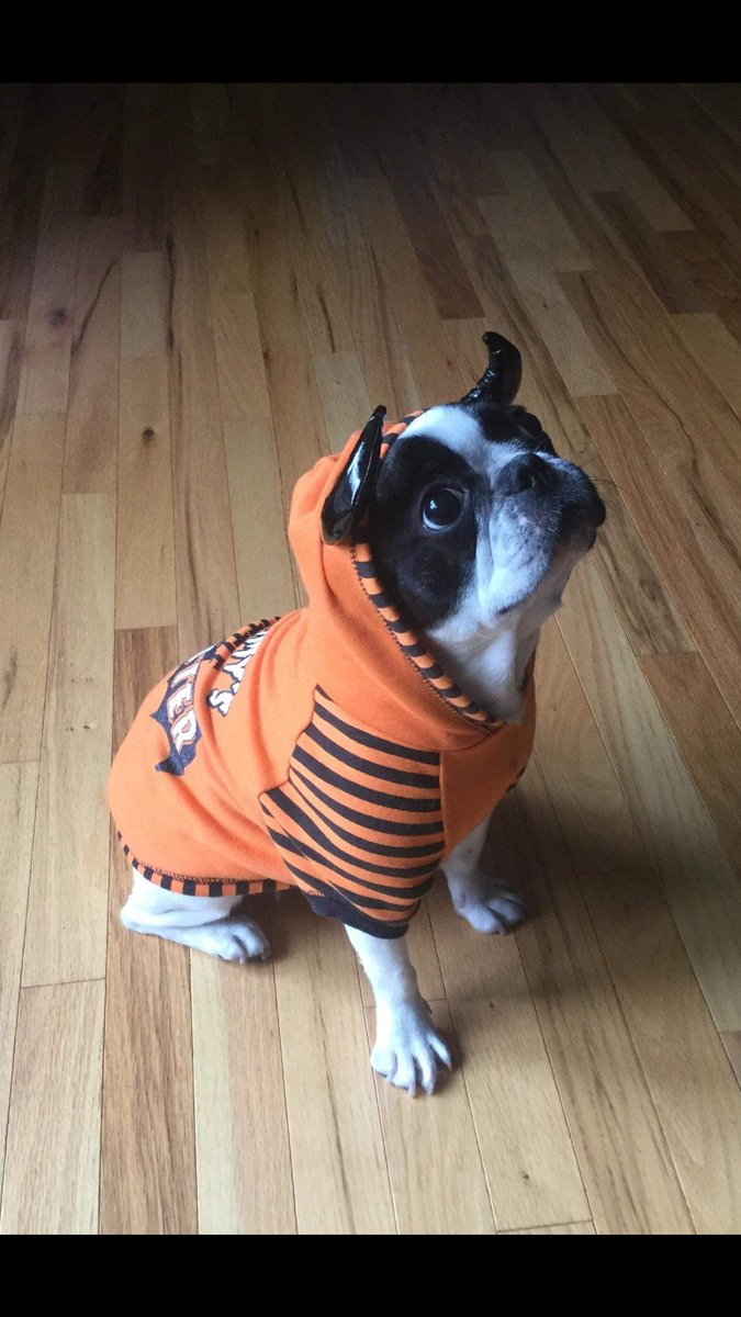 I don't know who needs to see this today, but here is a picture of my parents dog, Miss Maggie Moo. She's so fucking adorable I can barely stand it. #cuteashell #frenchbulldog #devilindisguise #givemeallthetreats #iwishiwascuddlingherrightnow