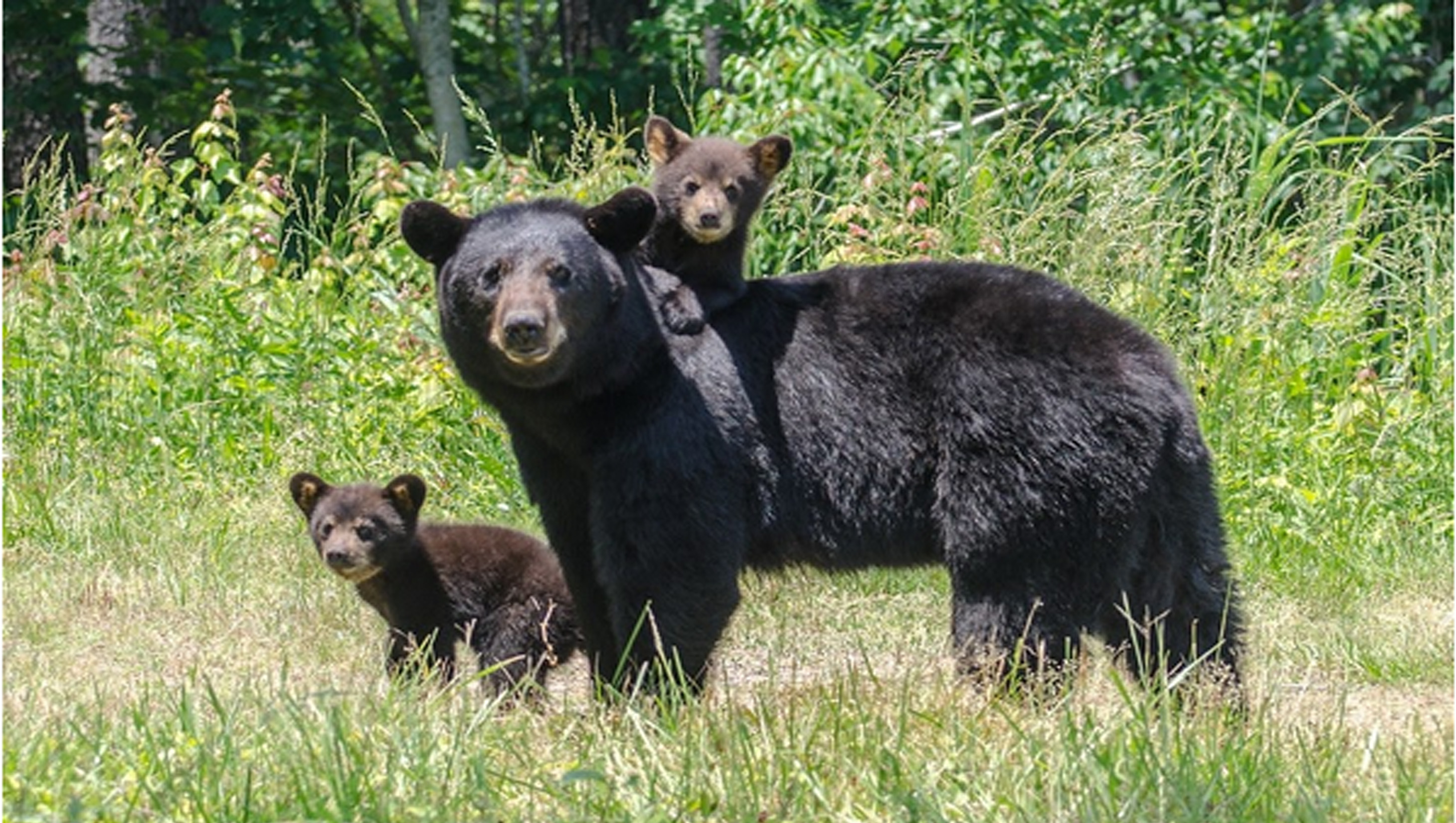 Pin on Baby Black Bear