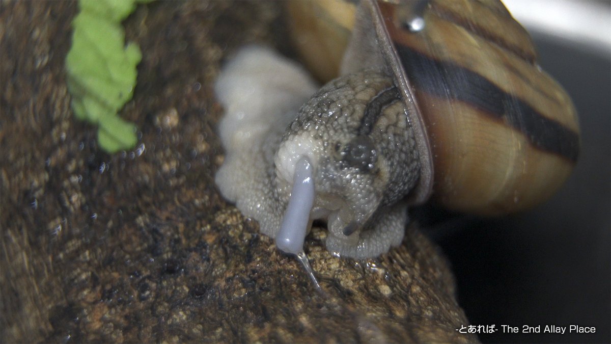 巳乘助 カタツムリ 蝸牛 ミスジマイマイ 交尾 生殖器 樹上生活 オナジマイマイ科 日本固有種 右巻き