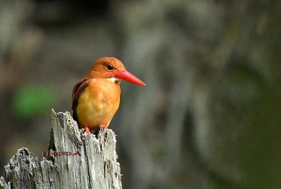 hiro_motan's tweet photo. アカショウビン
今季初撮り❣️

#beautiful_bird
#wild_bird
#birder
#nature
#beautiful_nature
#king_bird
#cool_shot
#best_shot
#amazing_shot
#bird_capture
#best_bird_shot
#bird_brilliance
#nutsaboutbirds
#birding
#birdphoto
#bird_watchers_dairly
#g_birds
#animal_photos https://t.co/P8hGkD0XFP