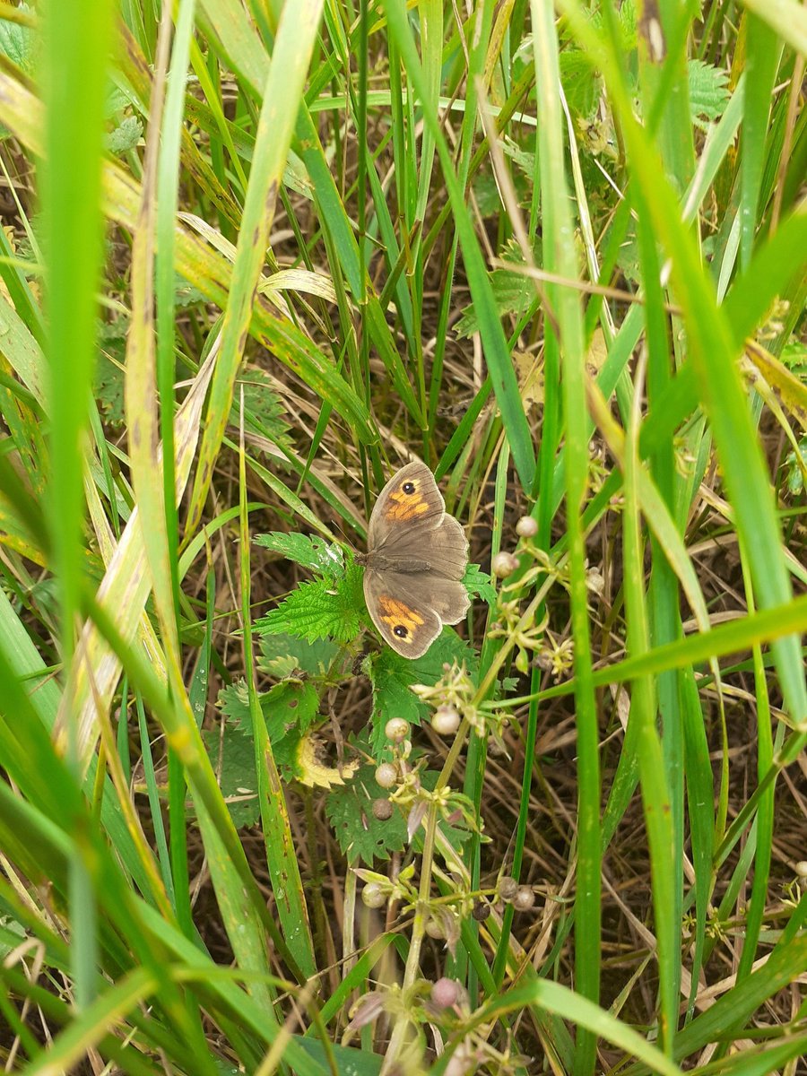 therealalexs66's tweet photo. All sorts of skippers, damselflies and butterflies sheltering in the tall grasses and trees today. Bring back the sun please! #BFCRanger https://t.co/lcK5vfUuEz