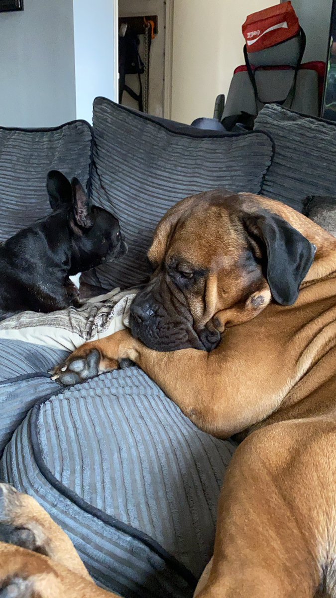 My doggos sharing some love