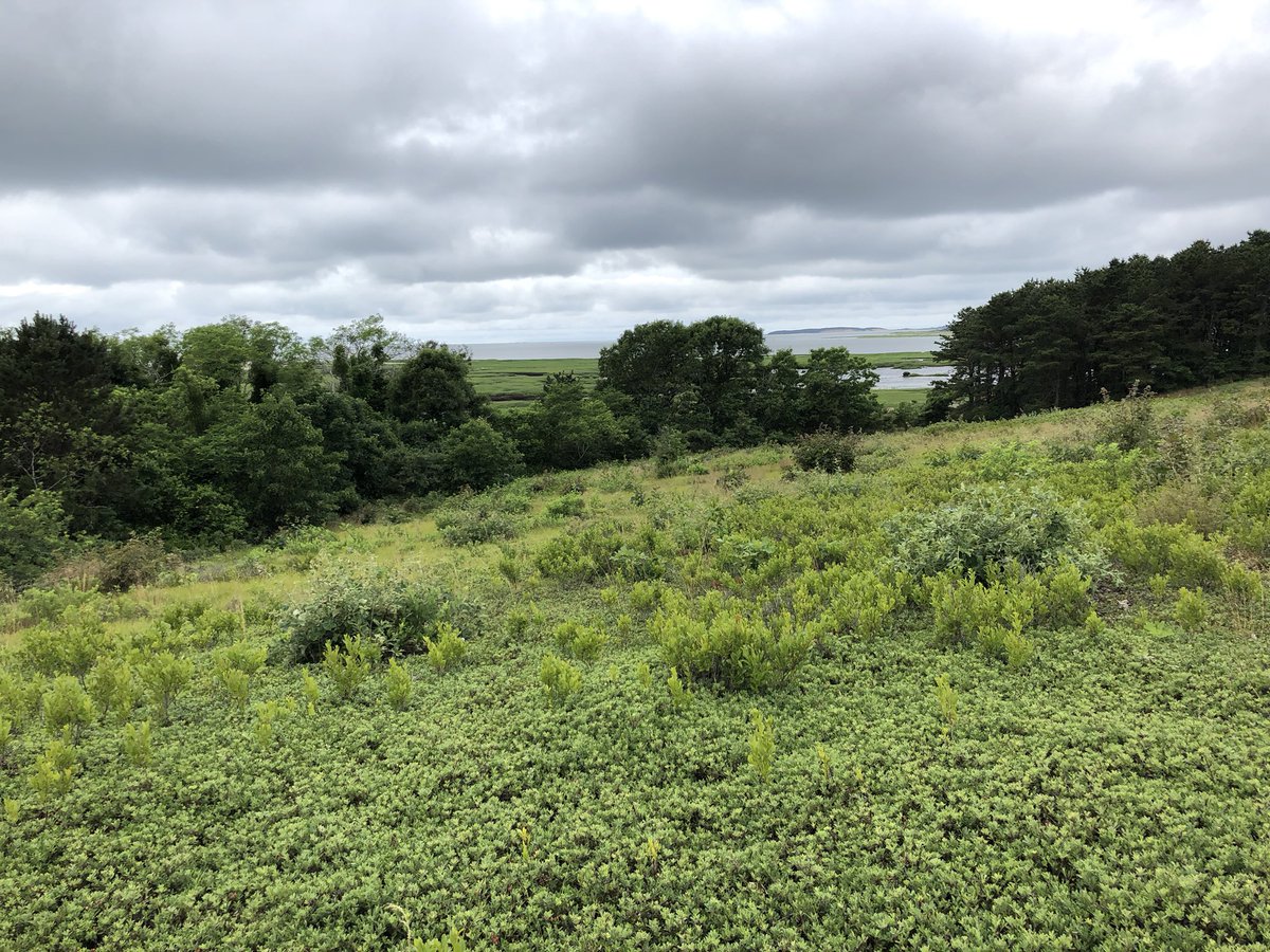 Did you know there’s a cactus native to sandplains of eastern North America? 1/n
