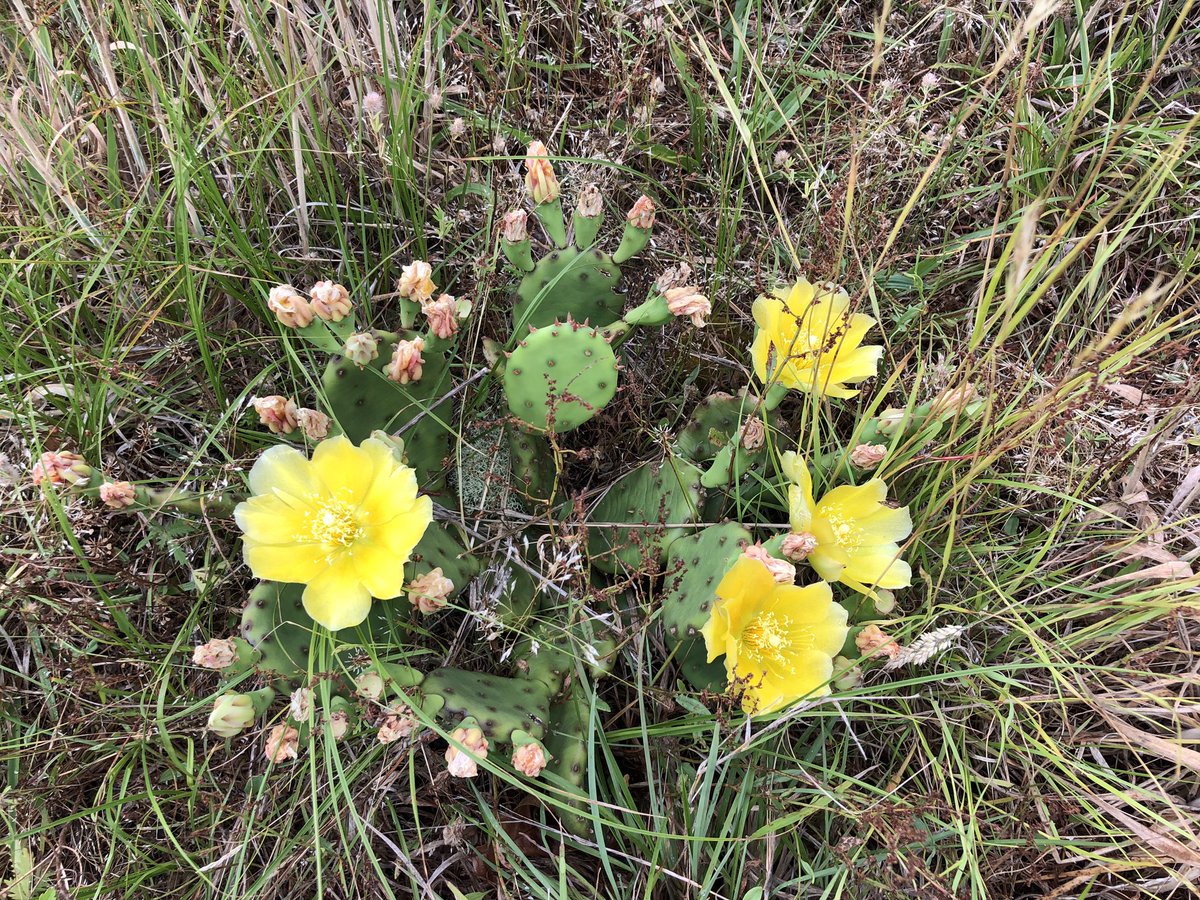 It’s the eastern prickly pear (Opuntia humifusa) and it’s blooming right now!