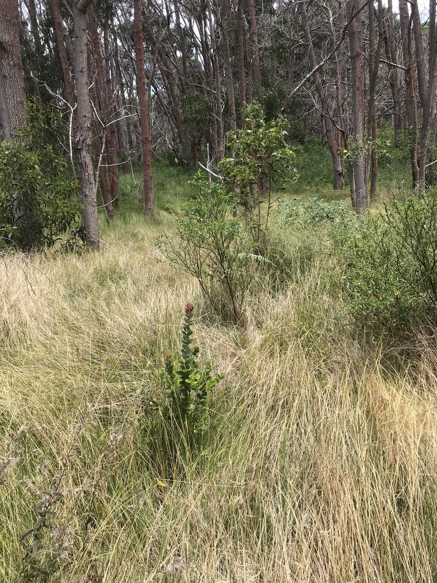 Yesterday in the Keauhou fire zone  @jeff_stallman pointed out all of the just above grass height 'ōhi'a that made it through the seedling bottleneck (lots of seedlings initially that don’t quite make it)