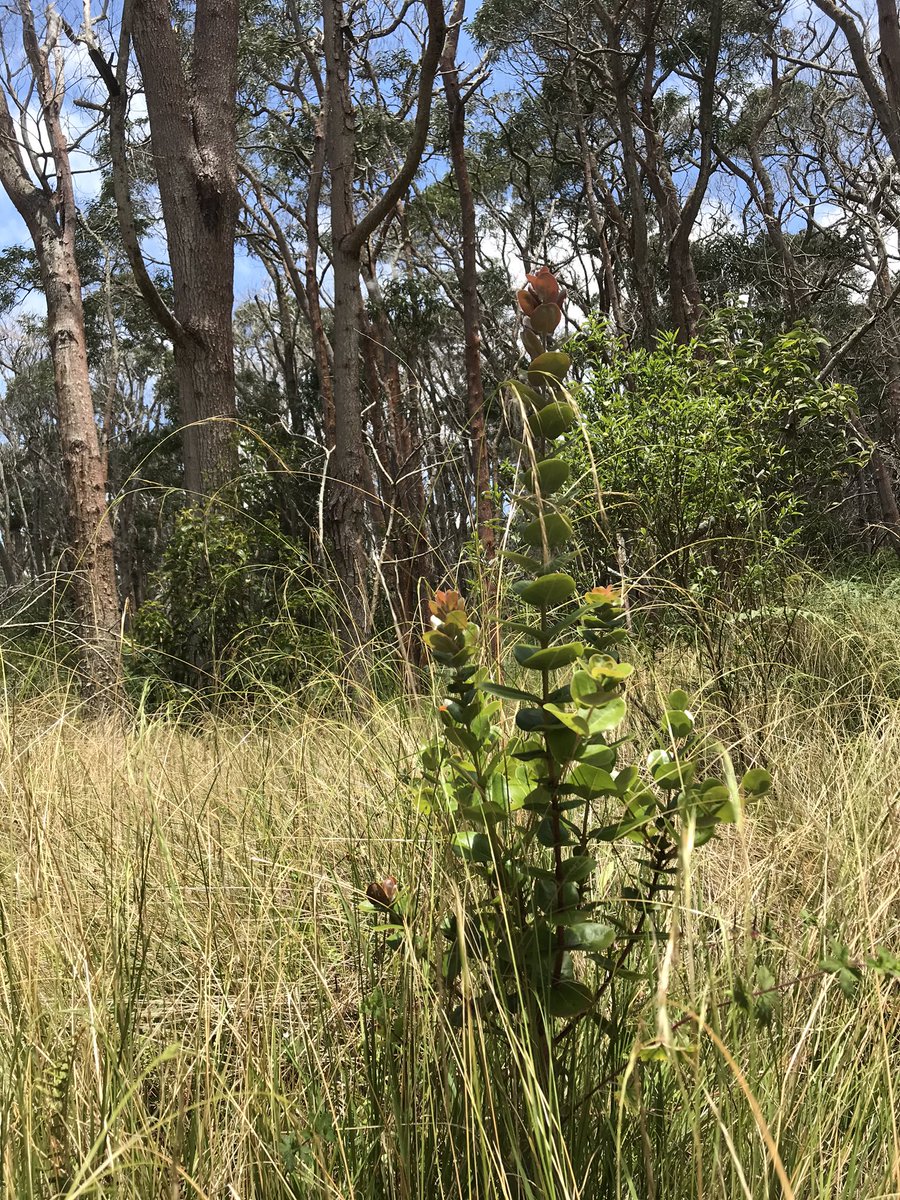 Yesterday in the Keauhou fire zone  @jeff_stallman pointed out all of the just above grass height 'ōhi'a that made it through the seedling bottleneck (lots of seedlings initially that don’t quite make it)