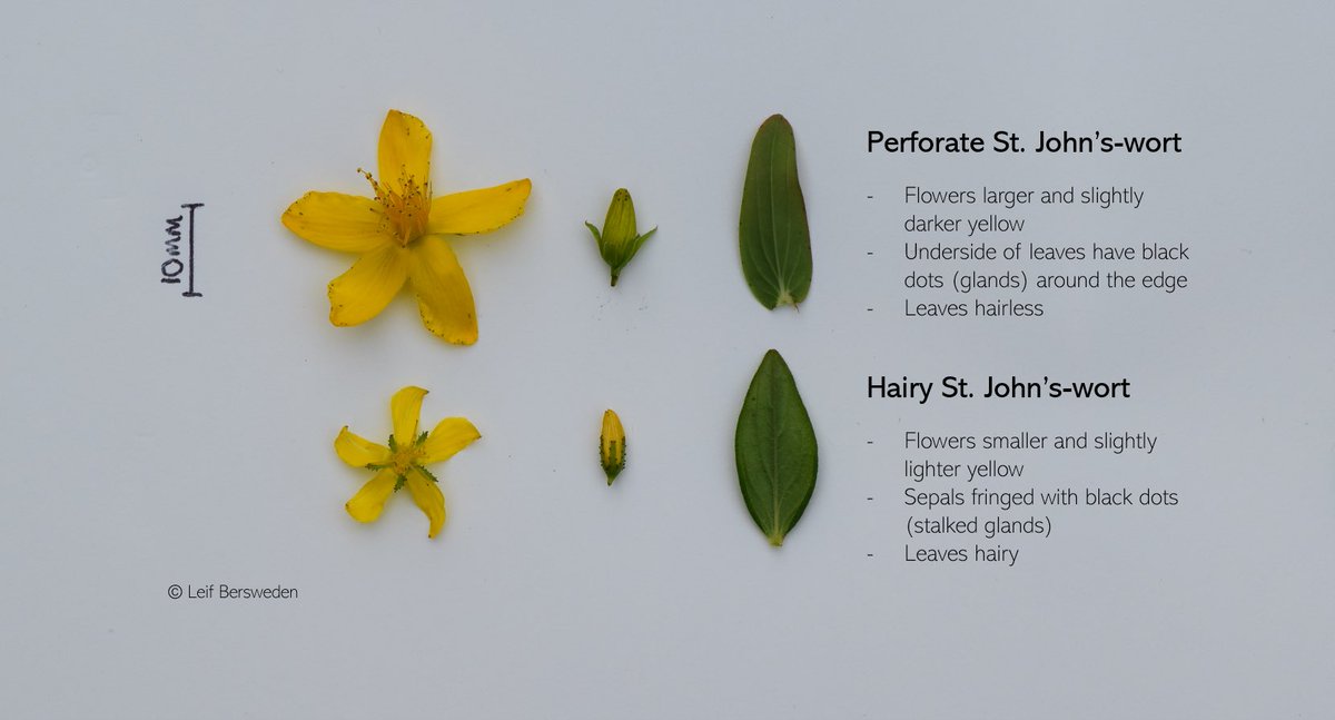 LeifBersweden's tweet image. Perforate and Hairy St. John’s-worts, two of our commonest native Hypericum species, are coming into flower at the moment. This quick guide is a work in progress (it will eventually cover our five commonest species), but for now I hope it helps with these two!