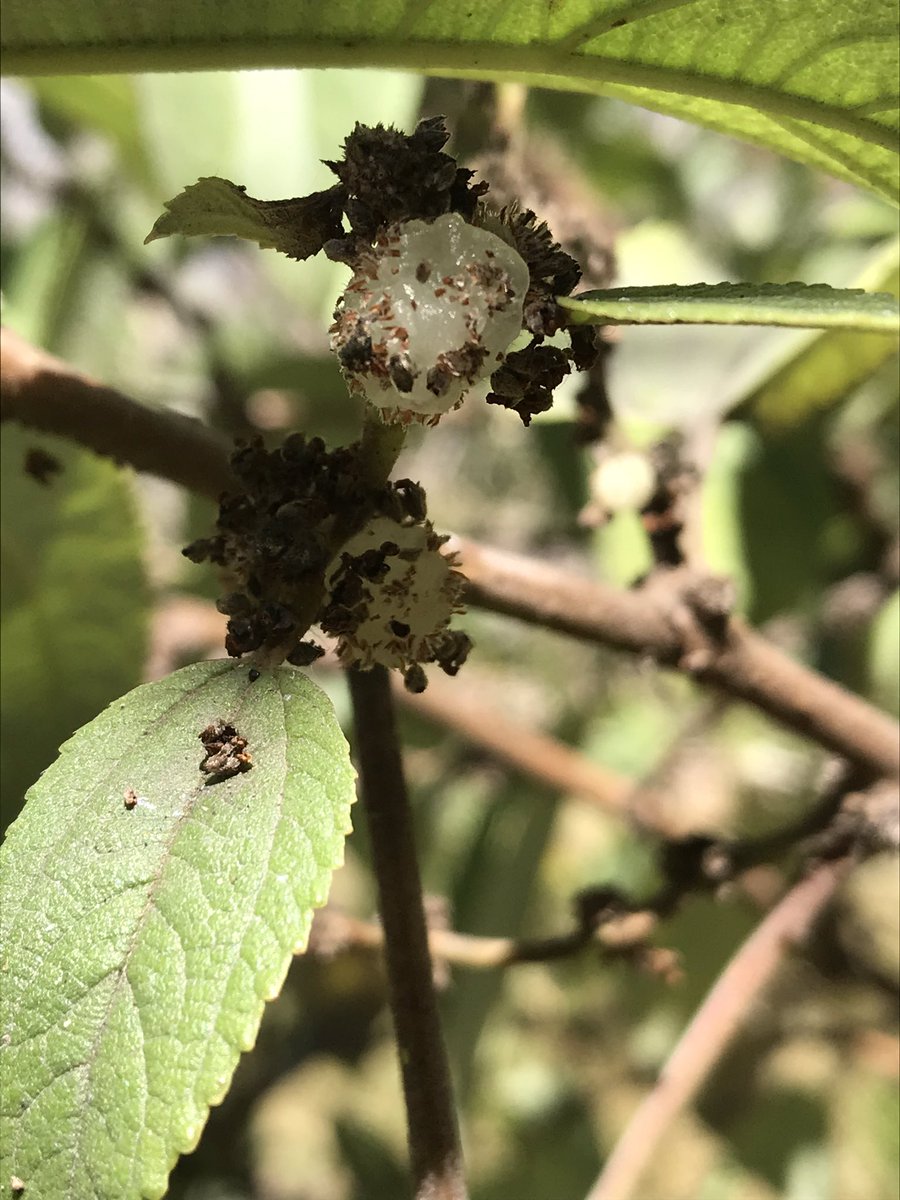 Other sights: this mamaki fruit. It looks like a gelatinous blob. If you’re wondering, it also tastes like a gelatinous blob. I’ve never tasted something that so closely described nothing in my life. Anyway... birds like them and that’s good because it’s native.