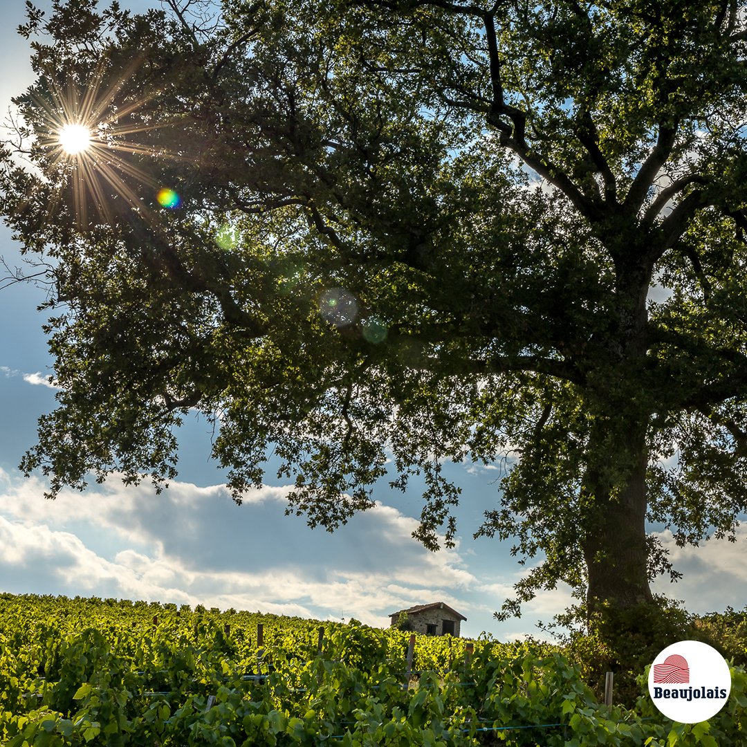 A l'ombre du chêne de la côte du Py 🌳😎🍇
📷 Etienne Ramousse Images 
.
#Vinsdubeaujolais #Beaujolais #Beaujolaiswines #winetime #winelover #winelovers #vineyard #instawine #winestagram #june #vintage2020 #destinationbeaujolais #morgon #cotedupy