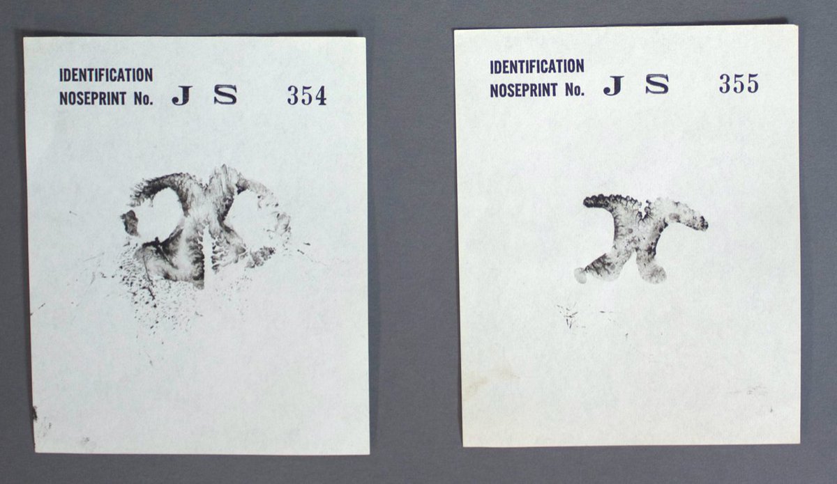 policemuseum's tweet photo. Fingerprinting can get a little difficult when you don't have hands. Luckily, if you are a Police Dog, then there's a great solution: nose prints!
#VPDK9 #VancouverDogs #K9Unit #VancouverPoliceMuseum #VancouverHistory #YVRHistory #VPDHistory https://t.co/LMdVW6U7mh