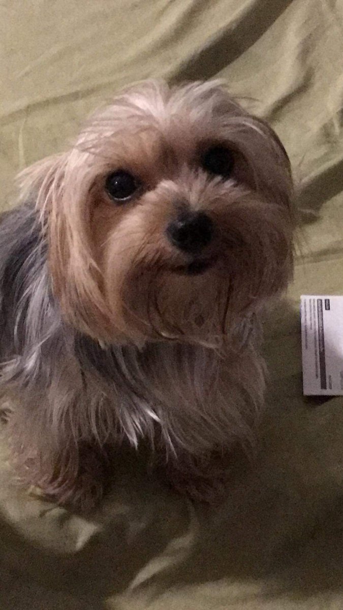 dogsnibian's tweet photo. Mother Lily. Char 😂 #Lilynatics https://t.co/8X243HIbGd