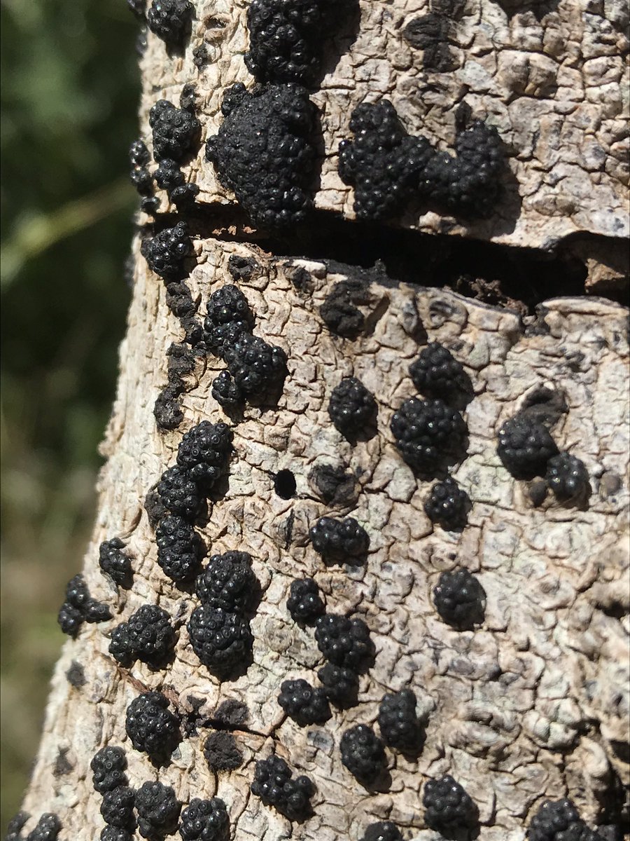 Another blobby looking thing: this black polka dot fungi. No clue what this is. Quote by  @jeff_stallman : “ascomycetes are hard”