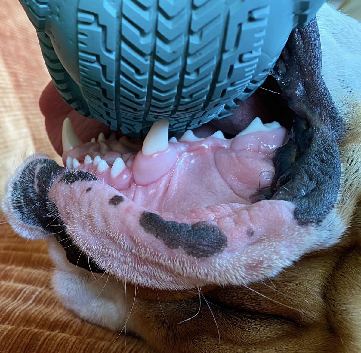 JeremyXWagner's tweet photo. Got teeth?
.
.
#Giuseppe #EnglishBulldog #Dog #Puppy #Teeth #ChewLife #UpsideDown πΆ π¦· https://t.co/s0hWB8vGq9