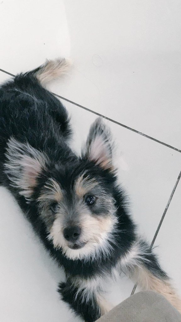 dogsnibian's tweet photo. Popo lang pogi #Poponatics https://t.co/FaccMVx4BX