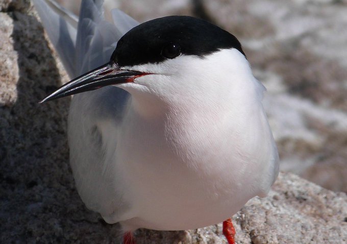 Roseate Tern nest