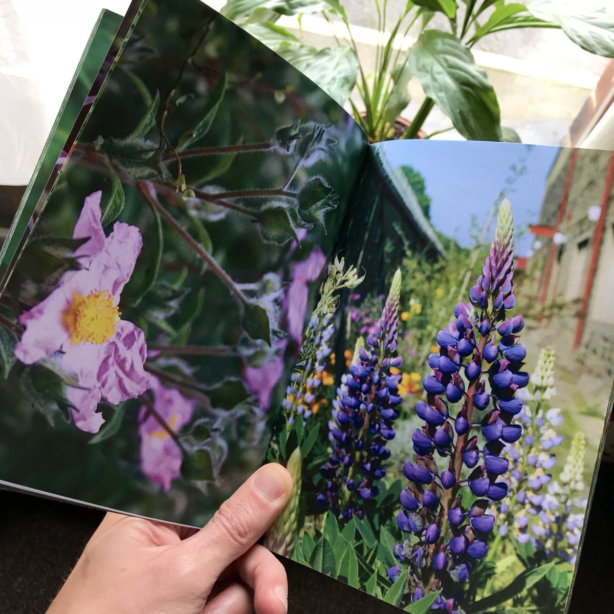 🌱🌸🌹 Printed booklets to update our @hydeparksource Colour Garden Volunteers who aren’t online arrived today! It felt a bit like Christmas. Excellent service from Andy and Dave at the LCC Print Unit 😊