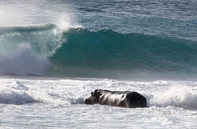 roblouw6's tweet photo. Only in Africa in the Eastern Cape a Hippo going for a surf! Obviously frustrated after this lockdown! 😂😂👍 https://t.co/1Wao80c64x