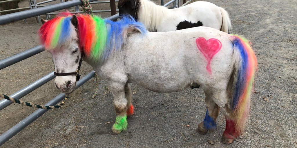moma_tx's tweet photo. Fun fact: Our Interim Head of Talent, Ali Baker, runs a mini horse rescue farm. Check out one of her adopted horses getting in the PRIDE spirit! #WeAreMOMA #IndependentlyExcellent #CollectivelyUnstoppable https://t.co/yCh8D5rdUT