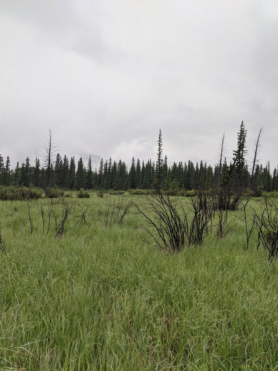 So as part of trying to better my mental health, I'm working on being more physically active. Today was my first hike - a short 2.5k loop by the Kananaskis River in the rain to see what I can do. Was pretty nice!