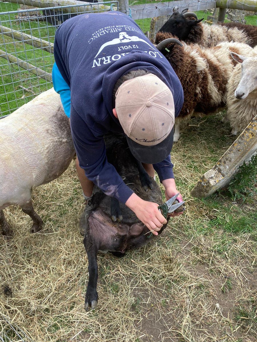 CastorChurch's tweet image. So whilst we humans have to wait a little longer for the salons and hairdressers, our churchyard flock are looking very smart with their summer trims.  🐑🐑🐑🐑