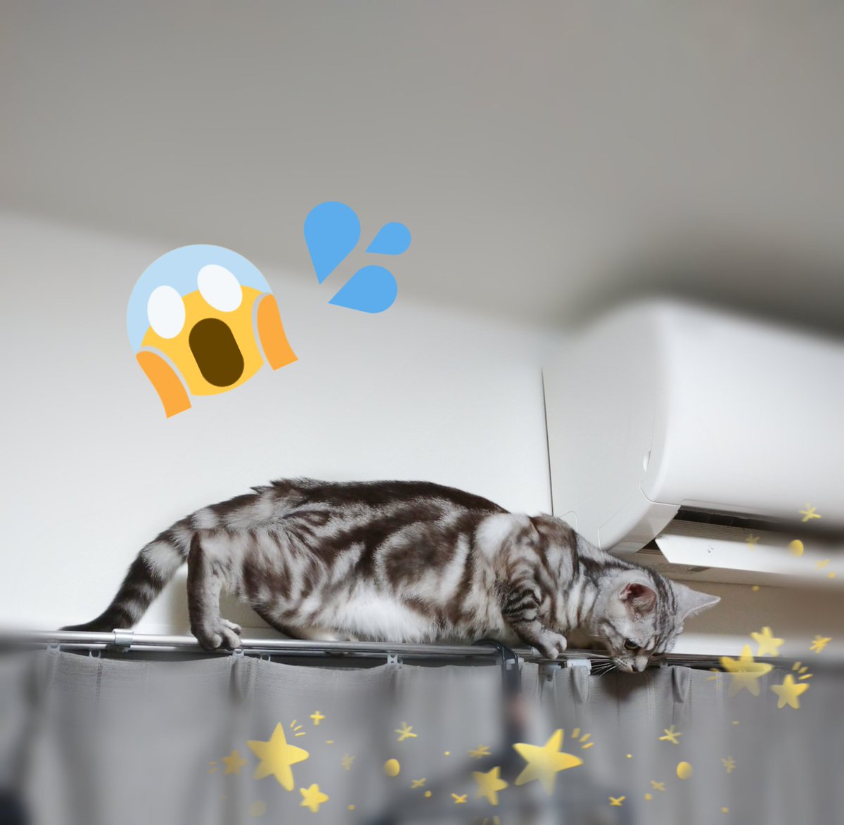 猫は高いところが好き 猫は高いところが好き