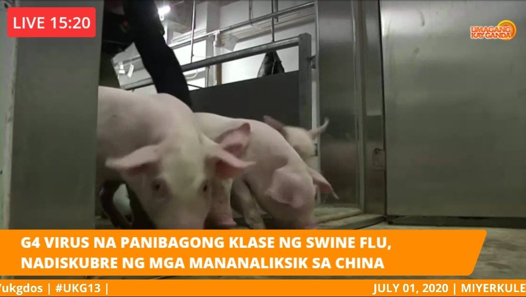 G4 virus na panibagong klase ng swine flu, nadiskubre ng mga mananaliksik sa China Watch here: facebook.com/ukgdos/videos/…