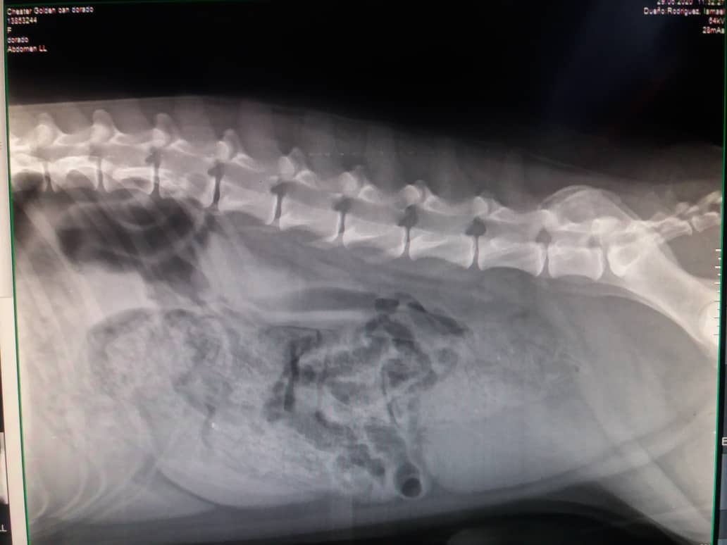manosdlsangeles's tweet photo. #URGENTE este peludo llamado #chester debe se ser operado de urgencia ya que presenta una obstrucción intestinal la cual tiene un costo de 120$ + 98$ de consulta, exámenes laboratorio, Rx y no contamos con los recursos, salvemos a este peludo dale RT https://t.co/wNPxbyVmoE