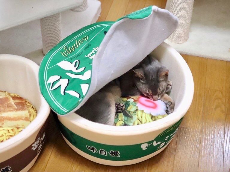 Bodega Cats tweet media