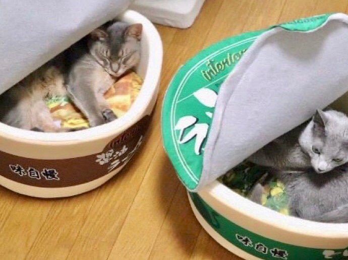 Bodega Cats tweet media