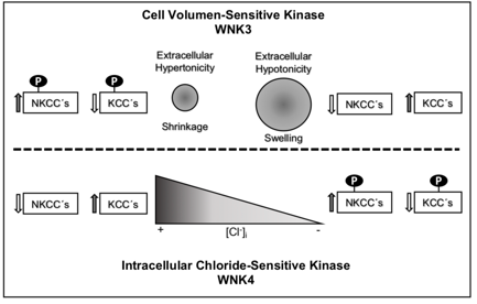 AJPCellPhys's tweet photo. @AJPCellPhys: Pacheco-Alvarez et al demonstrate the #serine-threoninekinase #WNK3 is regulated by changes in cell volume and not intracellular #chloride, whereas WNK4 is highly sensitive to chloride and not to cell volume. Read the article at https://t.co/xEYFmDZxLw https://t.co/crHaeTm2F5