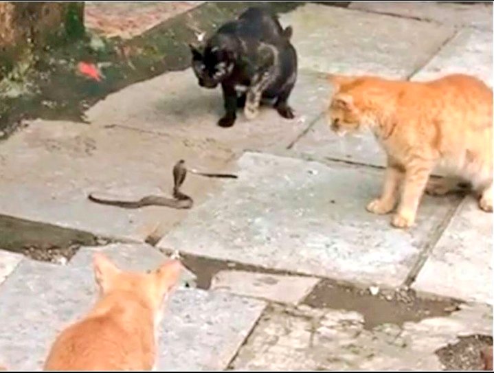 Así me imagino yo a Snape defendiéndose de Potter y Black 

Lupin no hace nada 

Pettigrew no se le ve en el plano, pero fijo que está gritando "Pelea, pelea"