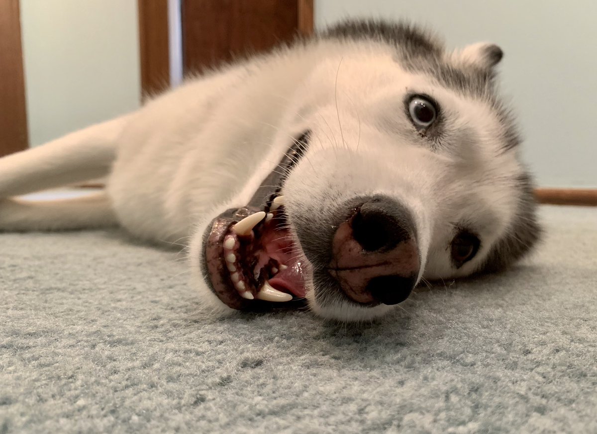 VascularArtist's tweet photo. To that nervous Intern out there starting tomorrow. 1. Be on time. 2. Be honest. &amp; 3. Be bold and tell your attending and seniors how to pronounce your name. 🤦‍♀️ That way at least one thing went right for you tomorrow. Dog picture just because. #InternTwitter #MedTwitter https://t.co/wrIQhTtYPT