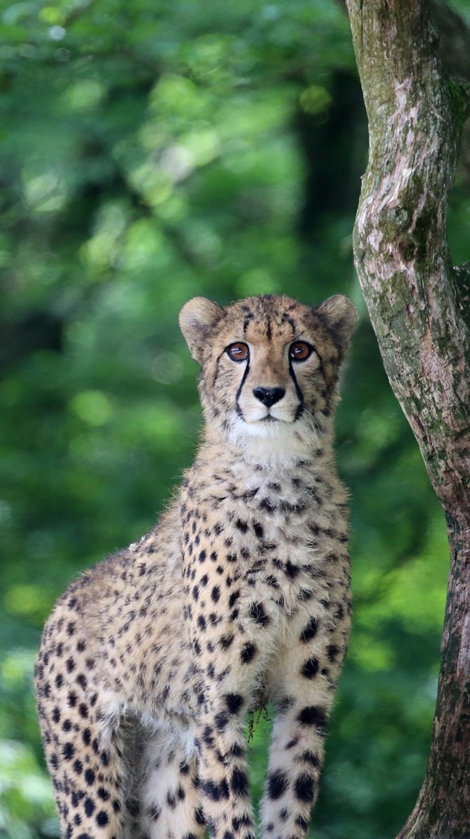 ট ইট র 富士サファリパーク公式 7月度の どうぶつ壁紙 には 癒し系動物の カピバラ や アジアゾウ ライオン などがありますよ 是非 ご利用ください 壁紙はコチラ T Co Z95fyrdidb