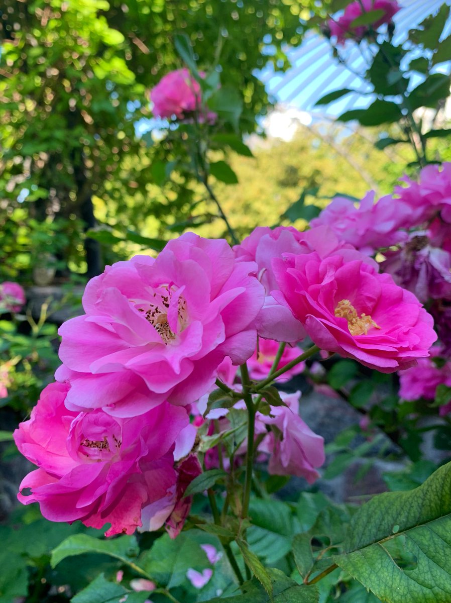 nejsnave's tweet photo. happy Friday on Tuesday! #toronto #looongweekend #flowerreport https://t.co/tPUzjne9bY