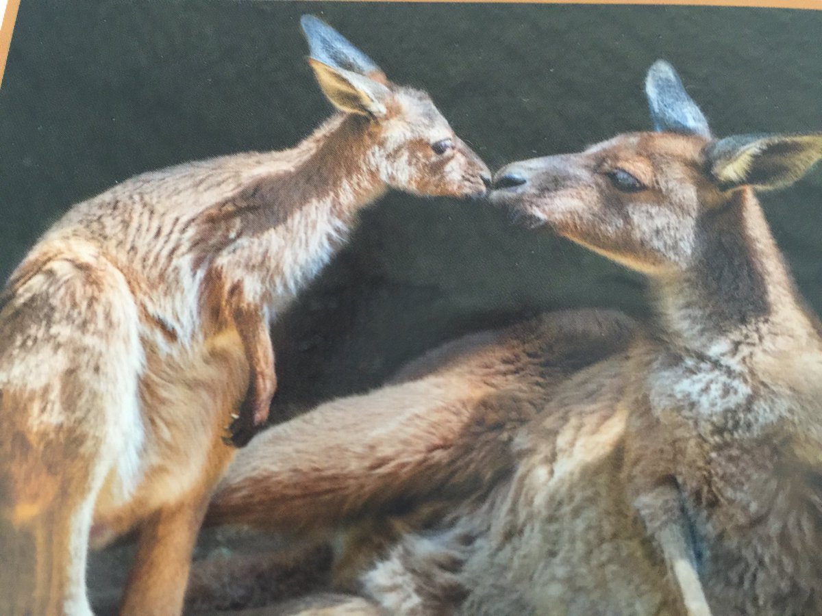 Susan Sullivan tweet media