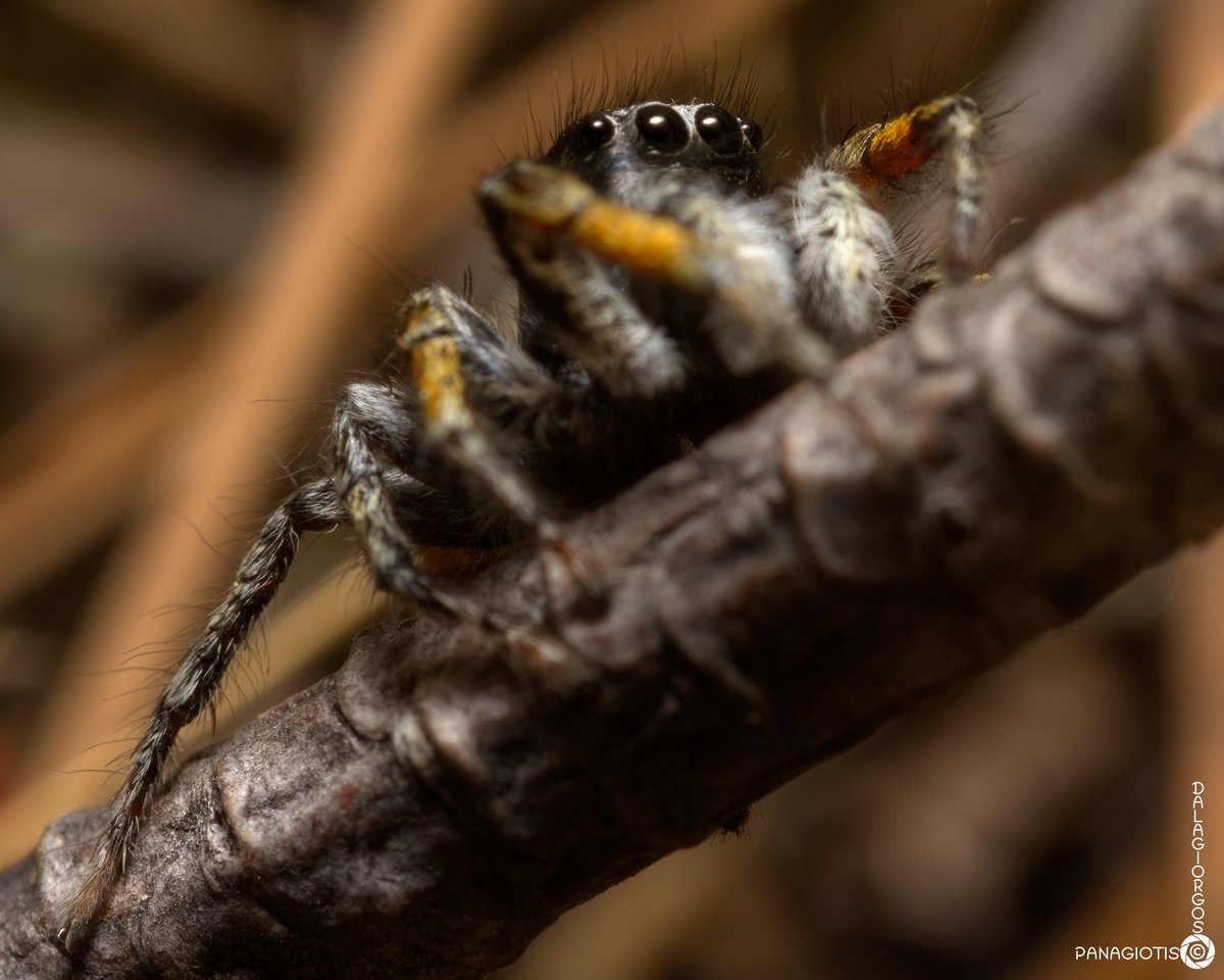 PYoPhotography1's tweet photo. Philaeus chrysops ♂️
#philaeus #philaeuschrysops #salticidae #spider #spiders #arachnid #arachnids #macro #macrophotography #photography https://t.co/3XyNipLg3Y