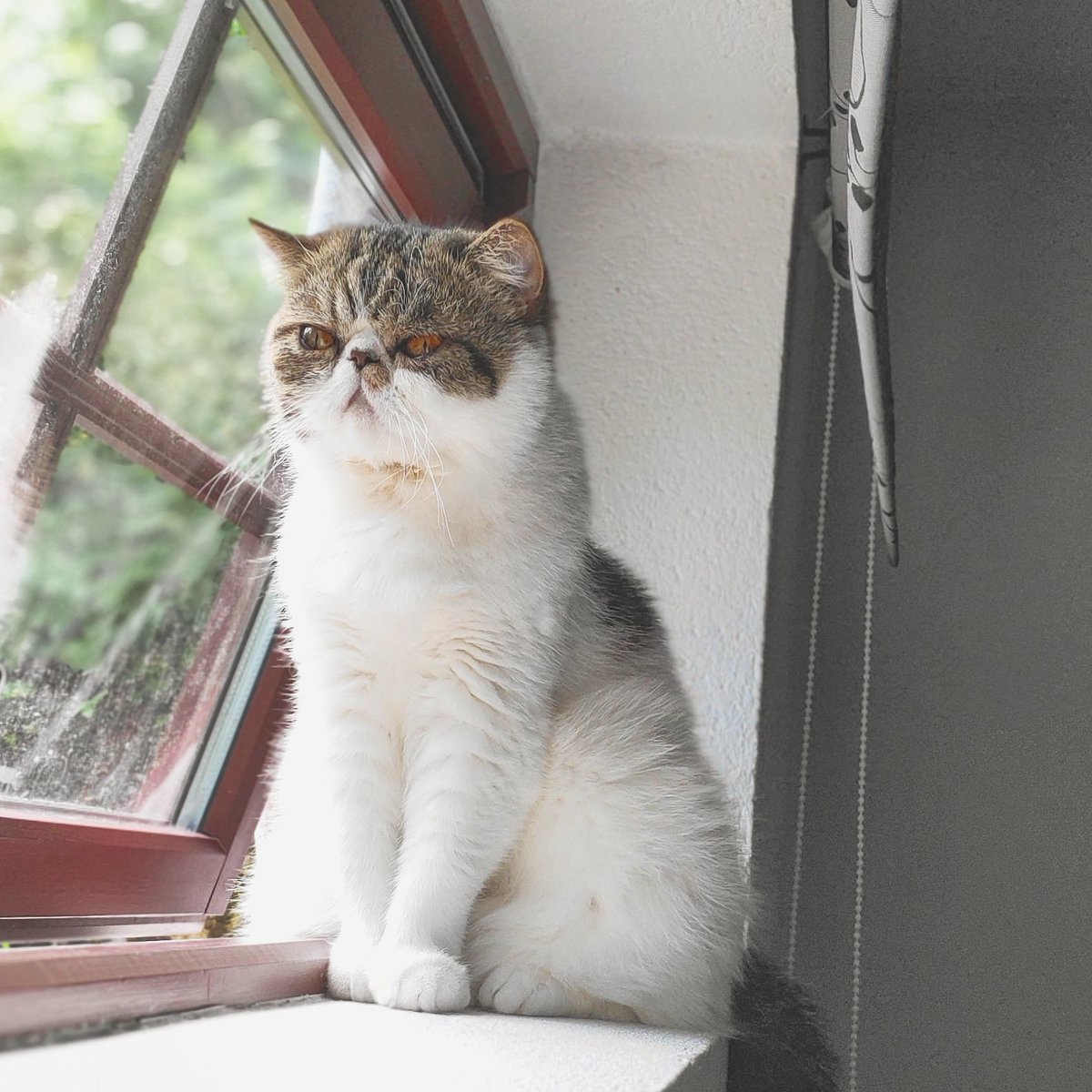 floflo_art's tweet photo. My best furfriend was looking through the window to the rain #CatsOfTwitter  #Cat #cuteanimals #animals #pets #FriendsForever #cutefriend #photography #PHOTOS #pictures @catsofinstagram #TuesdayTips #tuesdayvibes #SummerVibes #rain #familytime #PrideMonth #kitten #loveyoucat https://t.co/PWiFs2L7U7