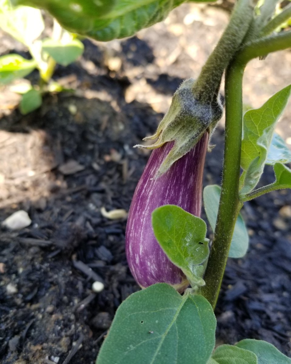 The The Colonial Kitchen Garden at Belle Grove Plantation is growing! Stop by and see our newest addition!

#support #PresidentialSites #historylovers #preservinghistory #gardening #mastergardener