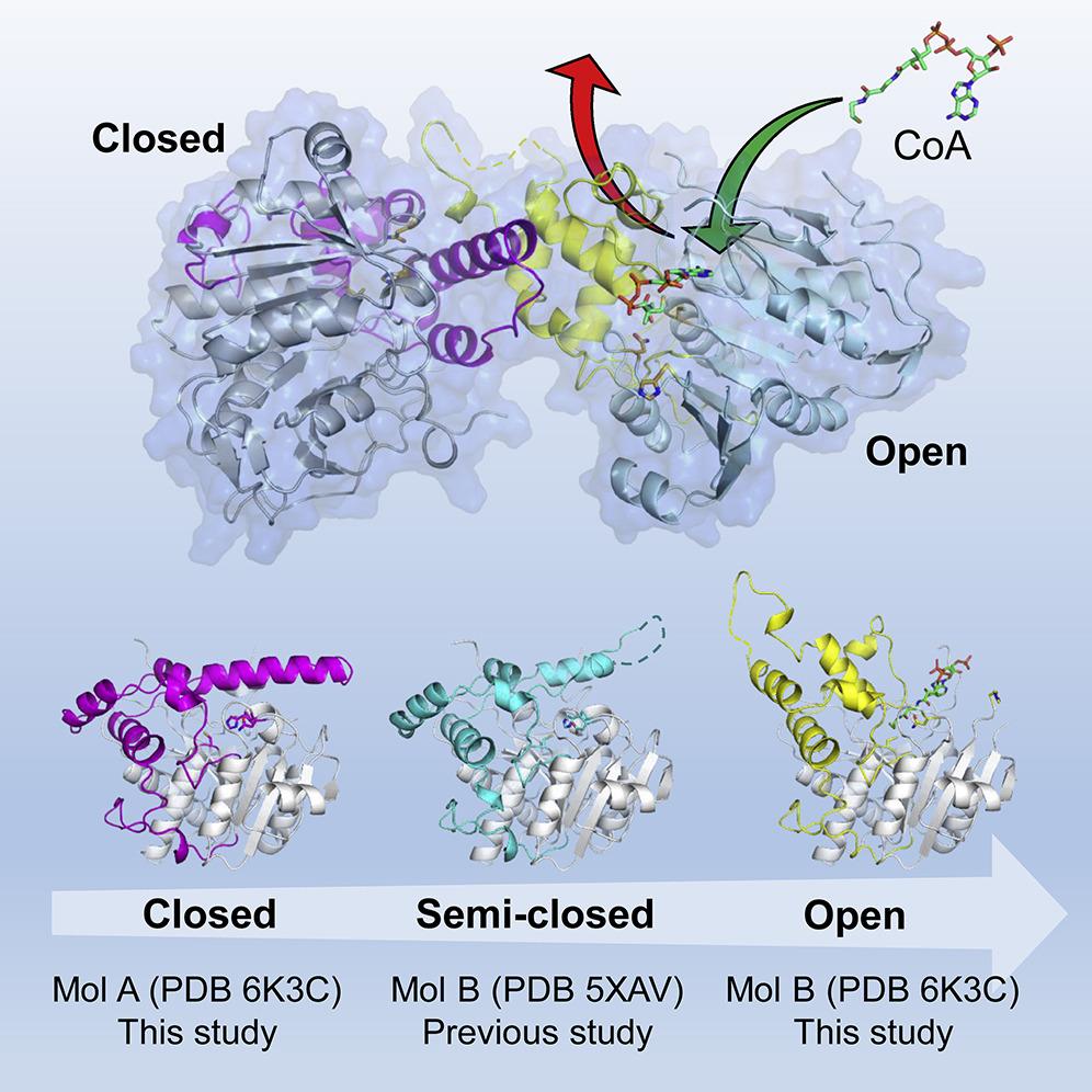 iScience_CP's tweet photo. PhaC can restructure into a crucial open-closed dimer, needed to synthesize the #biodegradable polymer polyhydroxyalkanoate. Read Chek et al. @NAIST_MAIN_EN @USMOfficial1969 on how this enzyme works https://t.co/pJtIZeWVoV. #Editor @RituChakra
#GreenPolymer #Bioplastics https://t.co/7cZGnQUXkv