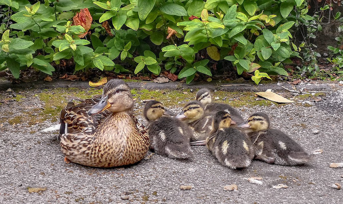 ForestryEngland's tweet photo. Thank you to everyone who took part in our #SpringingItBack competition! We can now reveal that the three winners are...
๐ Alice Corless, Bluebells
๐ฅ Matt Harris, Bee
๐ฅ Jodie-Marie Duff, Ducks
Keep an eye on our social feeds for future compeititons๐ค https://t.co/vRck4zGuod