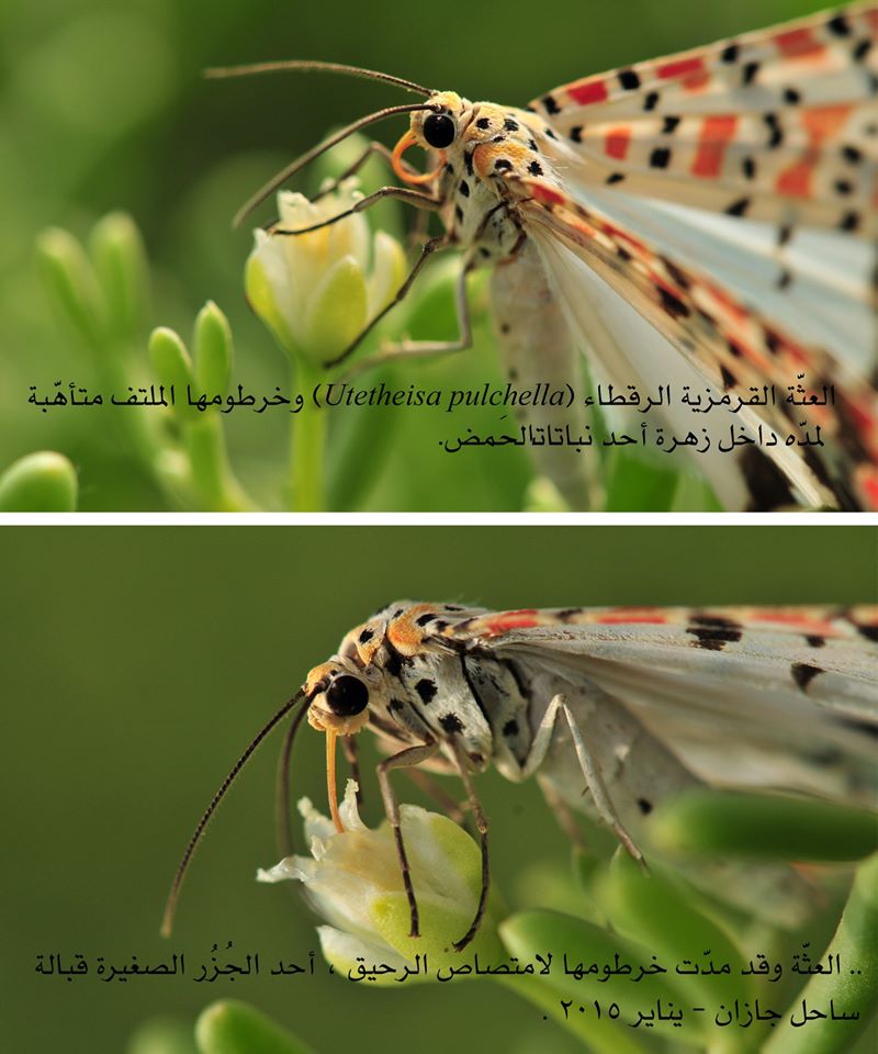 #Entomology #insectweek #insect 
السلسلة الثانية
تأملات في خَلق الفراشة (الجزء١)
بقلم الدكتور يحيى م...