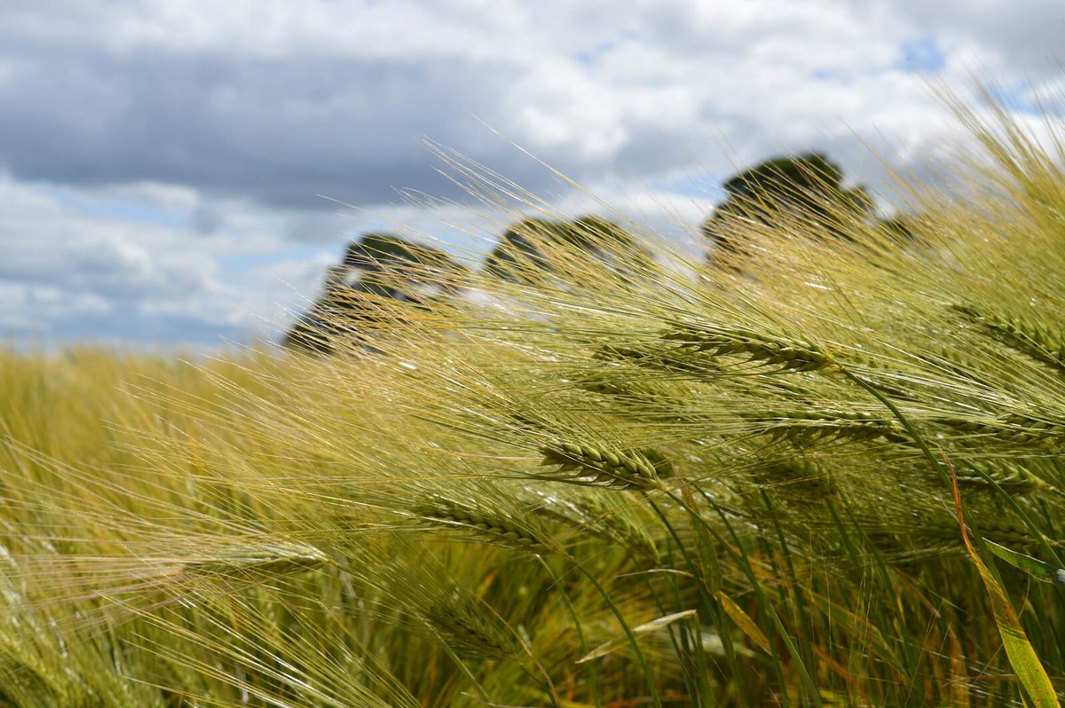 ArableScotland's tweet photo. Scotland & NZ compete for record #arable yields but also share many challenges. Join our #ArableConversation session on Thu 8pm to contrast experiences of new products, pesticides & sustainability, feat @PlantHealthScot @FARarable @Hutchinsons_Ag. Register https://t.co/2I8gPPYk1S https://t.co/yuhGy4tHbV