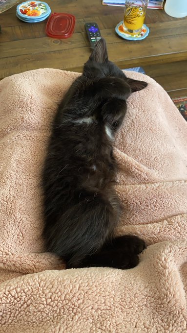 we say lil Olive takes after his momma with his armpit hair 😌 https://t.co/RwpXDMUcRu<a href="/tag/throne"class="tags"><span>#throne</span></a><a href="/tag/wishlist"class="tags"><span>#wishlist</span></a>