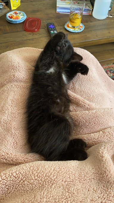 we say lil Olive takes after his momma with his armpit hair 😌 https://t.co/RwpXDMUcRu<a href="/tag/throne"class="tags"><span>#throne</span></a><a href="/tag/wishlist"class="tags"><span>#wishlist</span></a>