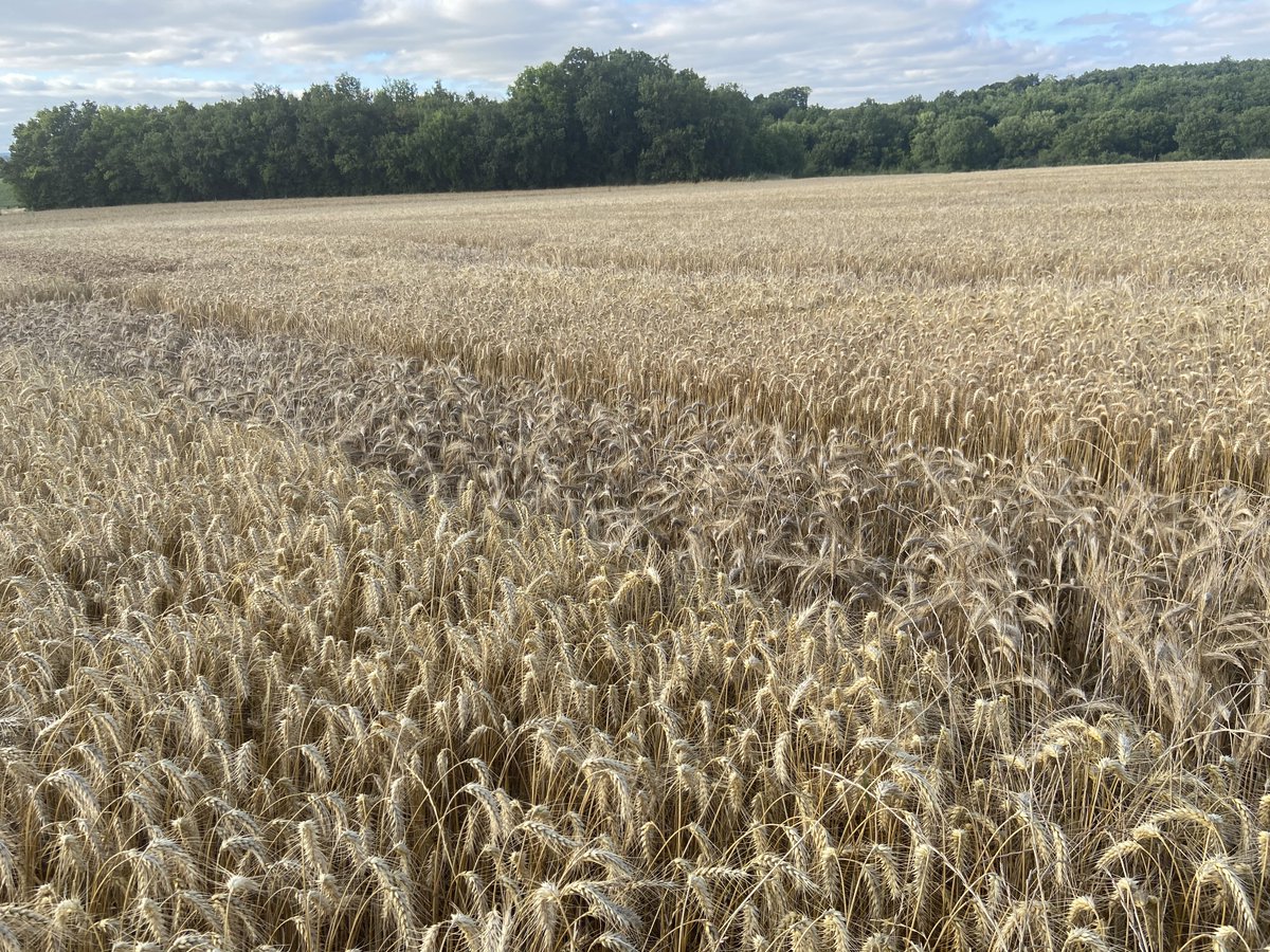 THDGrainoble's tweet photo. @LaMeunerieFr #RêvolutionIAA @Tritordeum la nouvelle céréale issue du croisement #BlédurOrgesauvage va t-elle rivalisée avec les meilleurs blés cette année ? #BISCOR #ceuxquifontlesessais @coopdemansle @AGRI_OBTENTIONS @NvelleAquitaine @BdxSciencesAgro @Agridemain @AemicFR https://t.co/zTRITM12So