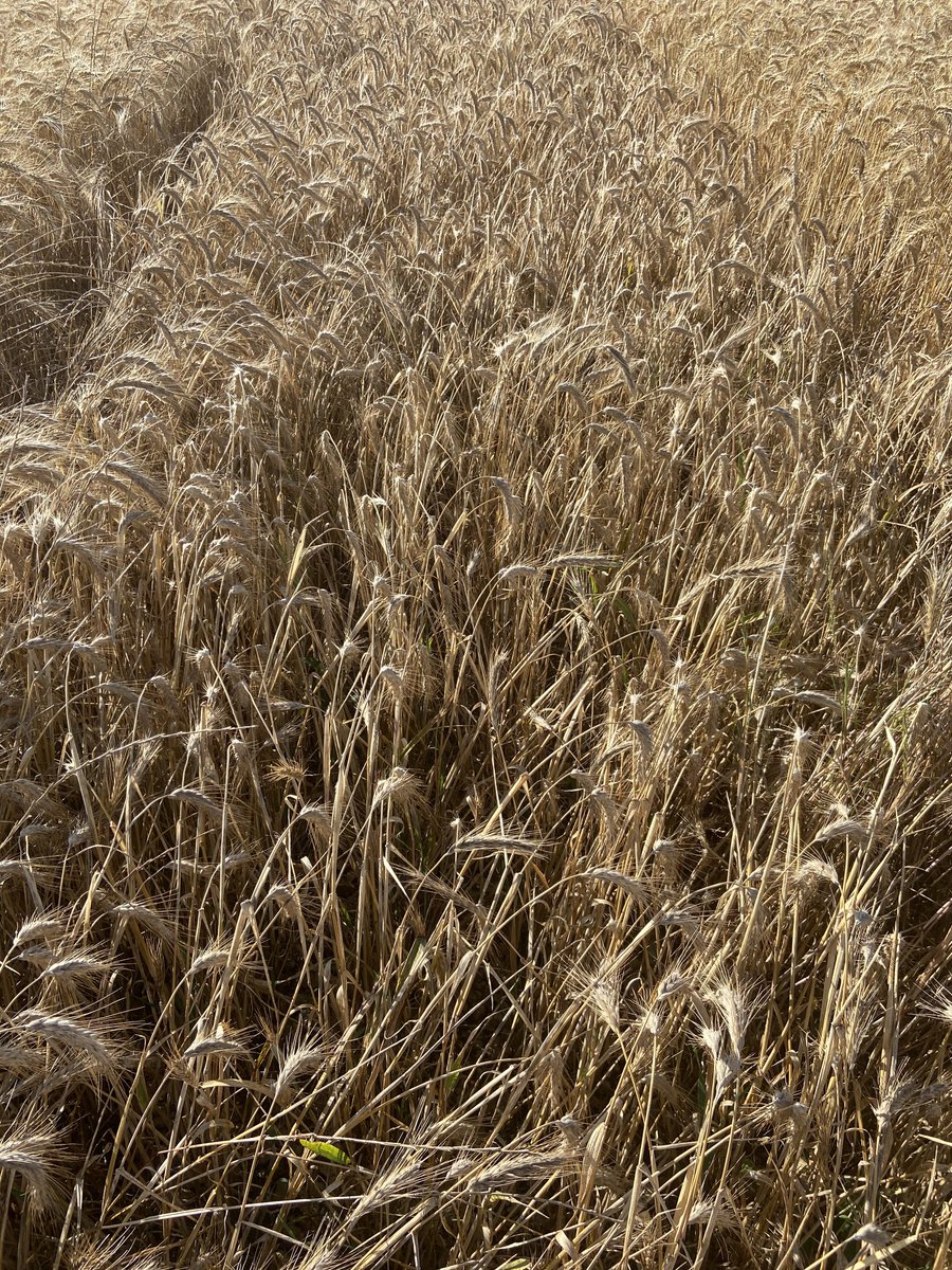 THDGrainoble's tweet photo. @LaMeunerieFr #RêvolutionIAA @Tritordeum la nouvelle céréale issue du croisement #BlédurOrgesauvage va t-elle rivalisée avec les meilleurs blés cette année ? #BISCOR #ceuxquifontlesessais @coopdemansle @AGRI_OBTENTIONS @NvelleAquitaine @BdxSciencesAgro @Agridemain @AemicFR https://t.co/zTRITM12So
