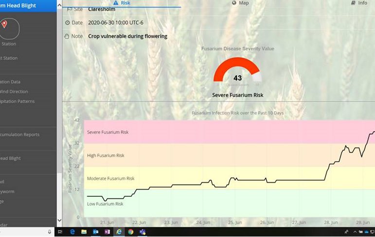 trouttroller's tweet photo. The heavy rain the past few days has been a blessing for southern Alberta. However we now have severe risk for FHB in crops which are coming into head. Check the @AlbertaWheat FHB risk models or talk to your @Coop_Ag Grow Team Agronomist. https://t.co/xX337nEaAW
