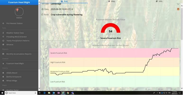 trouttroller's tweet photo. The heavy rain the past few days has been a blessing for southern Alberta. However we now have severe risk for FHB in crops which are coming into head. Check the @AlbertaWheat FHB risk models or talk to your @Coop_Ag Grow Team Agronomist. https://t.co/xX337nEaAW